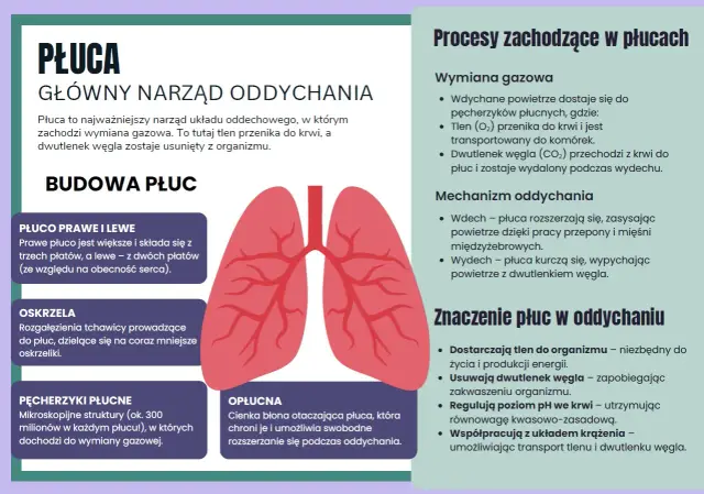 Ilustracja przedstawia budowę i procesy zachodzące w płucach, wyjaśniając, jak oddychają ptaki i ludzie.