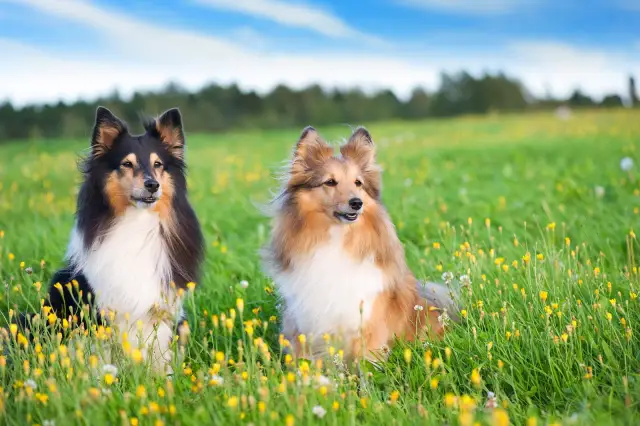 Dwa psy rasy collie siedzą na łące pełnej żółtych kwiatów. Chcesz wiedzieć, co zrobić, żeby pies nie czuł cieczki?