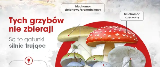 Muchomor zielonawy i czerwony są silnie trujące. Objawy zatrucia grzybami mogą być groźne. Nie zbieraj tych gatunków!