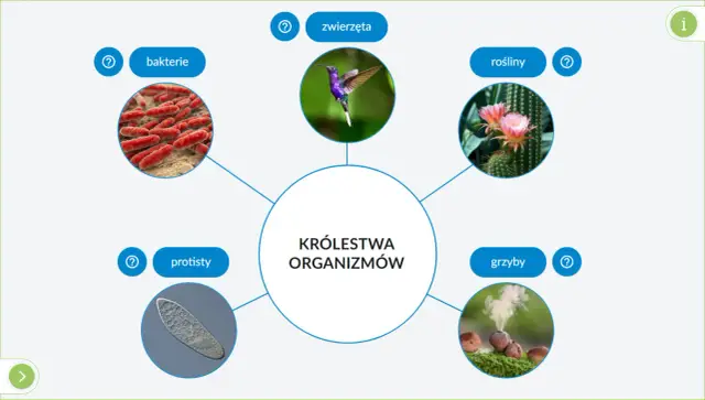 Pięć królestw organizmów: bakterie, protisty, grzyby, rośliny i zwierzęta.