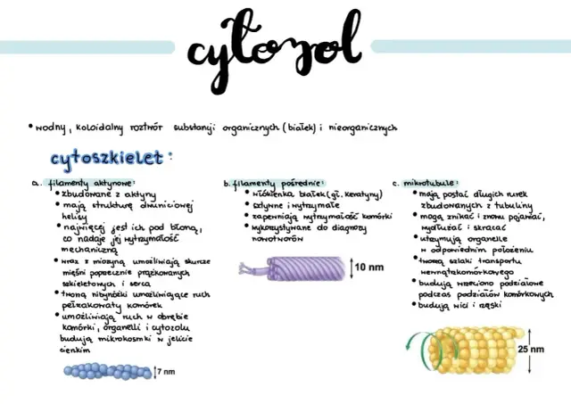 Cytoszkielet komórki: filamenty aktynowe, pośrednie i mikrotubule. Wymień organelle komórkowe.