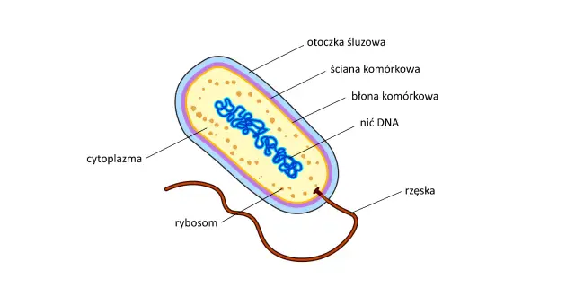 Schematyczny rysunek komórki bakterii ukazuje jej budowę: otoczkę śluzową, ścianę komórkową, błonę komórkową, cytoplazmę z nicią DNA i rybosomami, oraz rzęskę.