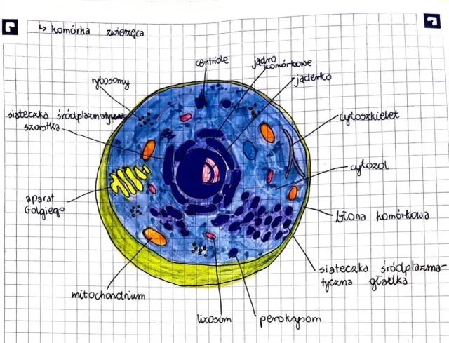 Ilustracja przedstawia komórkę zwierzęcą z zaznaczonymi organellami komórkowymi i ich funkcjami: jądro, mitochondria, aparat Golgiego, siateczki śródplazmatyczne, rybosomy, lizosomy, peroksysomy, centriole, cytoszkielet i cytoplazma.