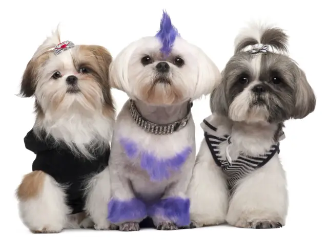Trzy shih tzu obcięte: jeden w czarnej bluzie, drugi z fioletowym irokezem i łapkami, trzeci w pasiastym sweterku.