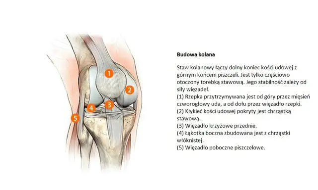 Anatomia kolana, ilustracja stawu z zaznaczonymi elementami. Zmiany zwyrodnieniowe stawów mogą dotyczyć tych struktur.