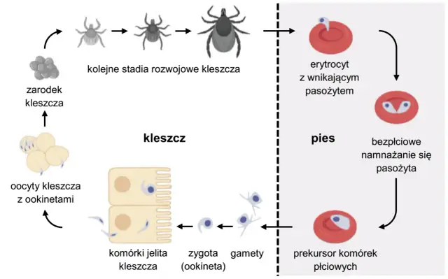 Cykle rozwojowe protistów: kleszcz rozmnaża się, zaraża psa, a następnie pasożyt namnaża się w jego organizmie.