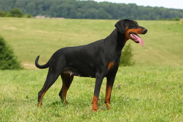 Elegancki doberman z ogonem stoi na zielonej łące, dysząc z językiem na wierzchu.