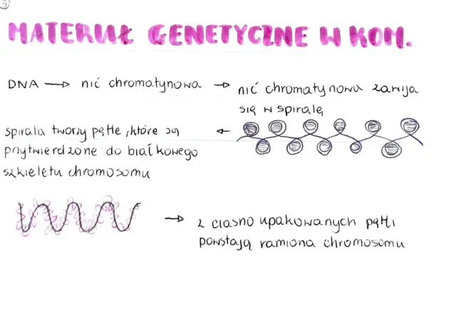 Organizacja materiału genetycznego w komórce: DNA tworzy nić chromatynową, która zawija się w spirale, a następnie ciasno upakowane pętle tworzą ramiona chromosomu.