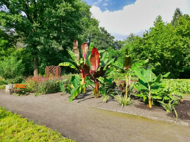 Miejski Ogród Botaniczny Zabrze: Jak zaplanować idealną wizytę?