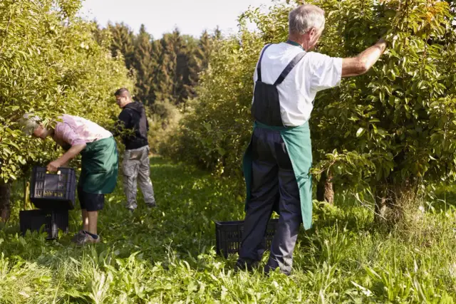 Pracownicy zbierają owoce w sadzie. Zastanawiasz się, jak zatrudnić pracownika w gospodarstwie rolnym?