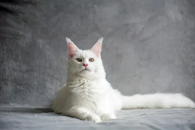 Biały kot Maine Coon z zielonymi oczami leży na szarym tle.