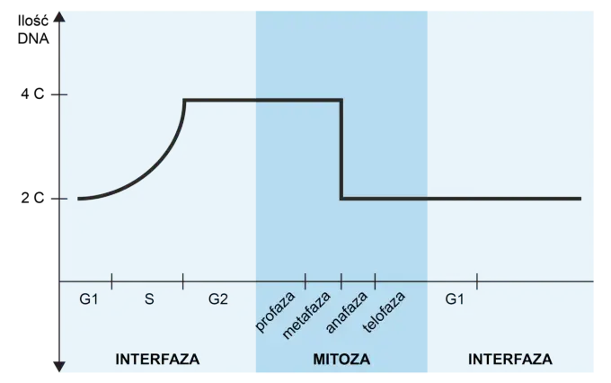 Mitoza i mejoza - jak ich nie pomylić? Poznaj kluczowe różnice