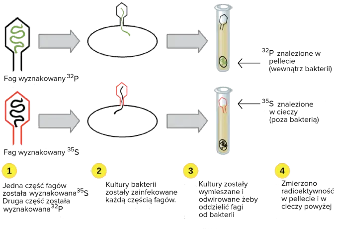 Replikacja DNA - Jak to działa? Enzymy, etapy, różnice