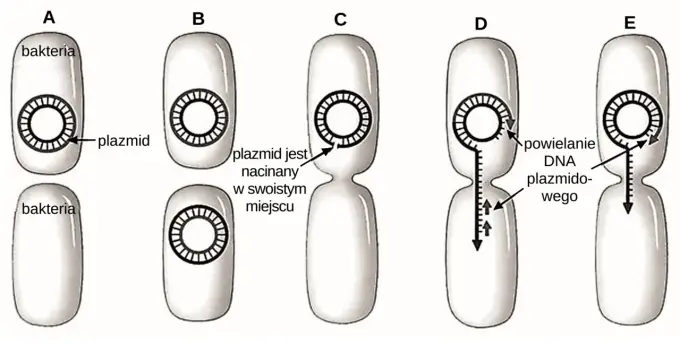 Koniugacja w biologii - Jak działa i dlaczego nie jest rozmnażaniem?