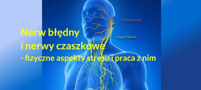 Nerw błędny - anatomia, objawy i leczenie. Czy to tylko stres?
