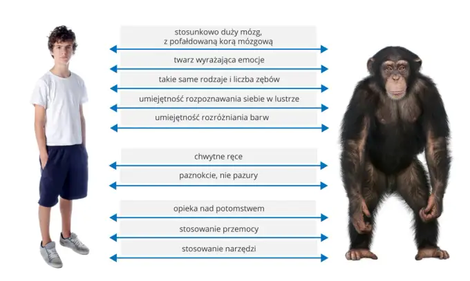 Systematyka człowieka - Dlaczego należymy do naczelnych?