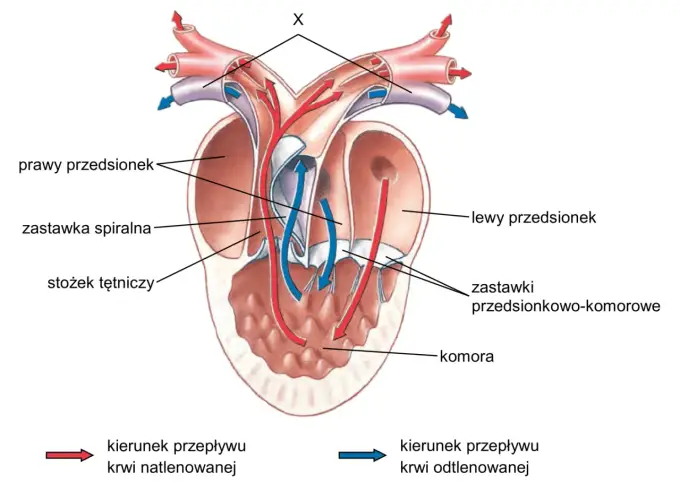Budowa serca - Jak naprawdę działa ten precyzyjny mechanizm?