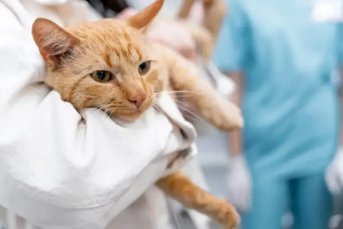 Triaditis u kota: objawy, diagnoza i leczenie kompleksowy przewodnik