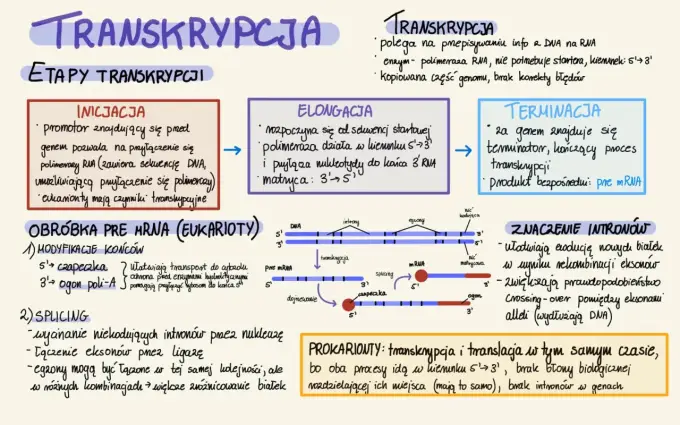 Gdzie zachodzi transkrypcja - Poznaj różnice i najczęstsze błędy