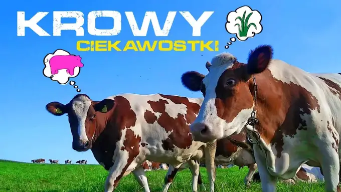 Filmy o krowach: od dokumentów po animacje. Odkryj najlepsze!