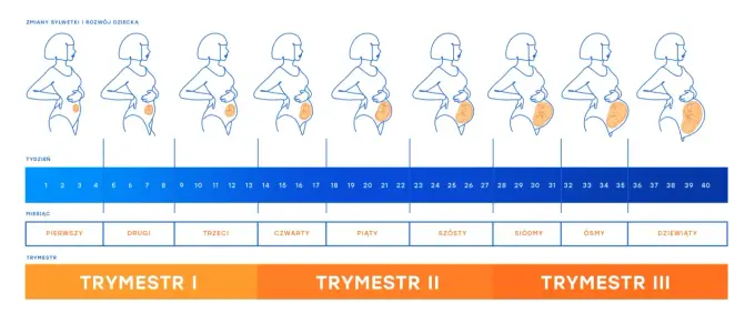 12. tydzień ciąży - który to miesiąc i trymestr?
