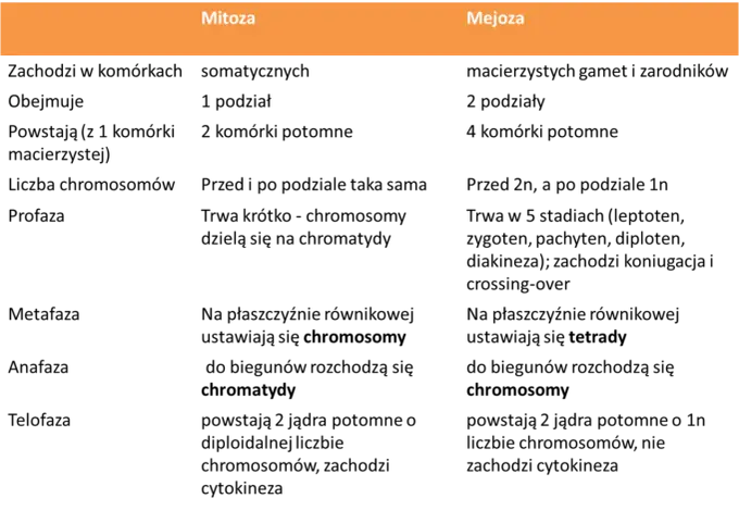 Mitoza a mejoza - Jakie są różnice i jak ich nie pomylić?