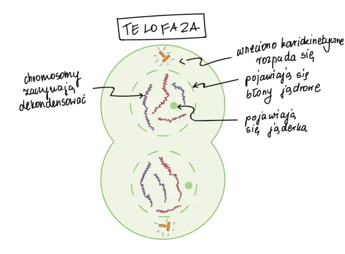 Mitoza krok po kroku - Jak zrozumieć fazy i uniknąć pomyłek?