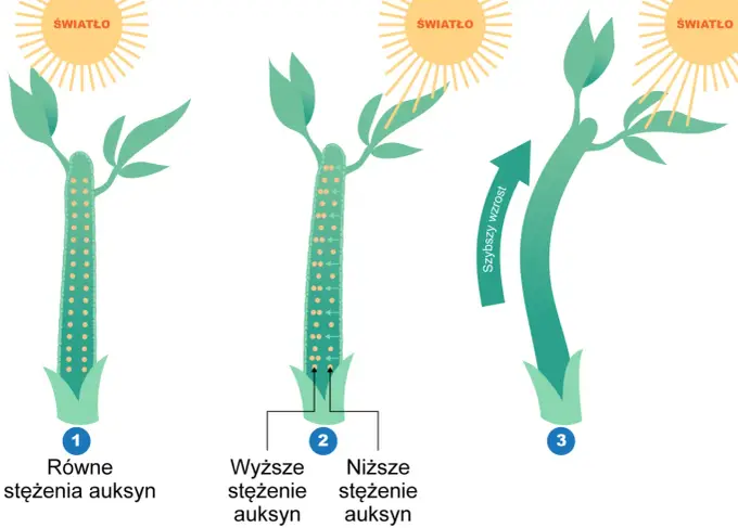Fitohormony - Jak działają i co naprawdę steruje wzrostem roślin?