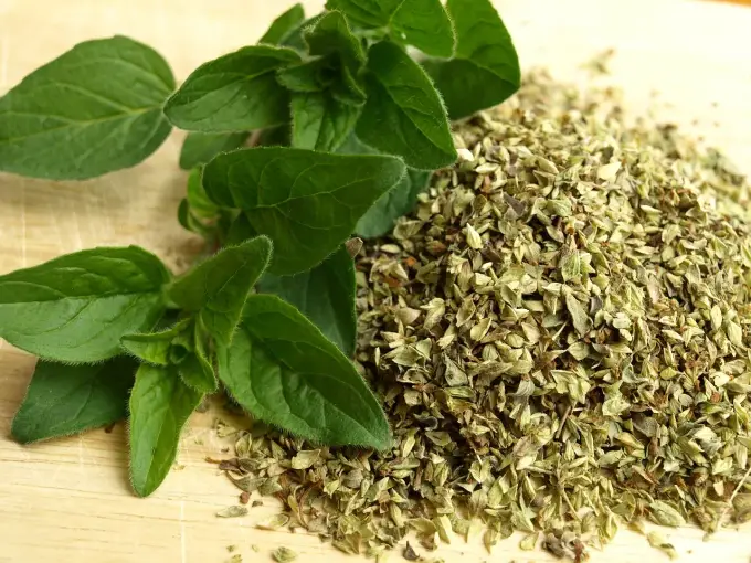Jak rozpoznać oregano? Kluczowe cechy i porównanie z majerankiem