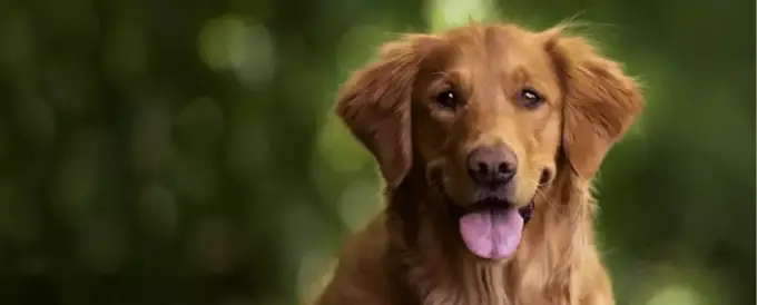 Czy golden retriever ma włosy czy sierść? Odkryj prawdę o jego futrze