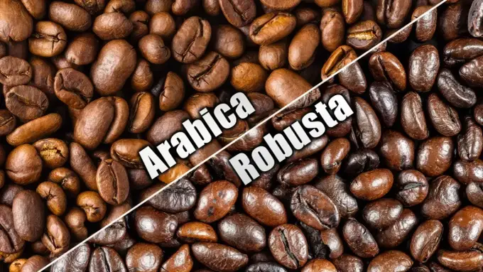 Arabica vs Robusta: Jak wybrać idealną kawę? Poradnik