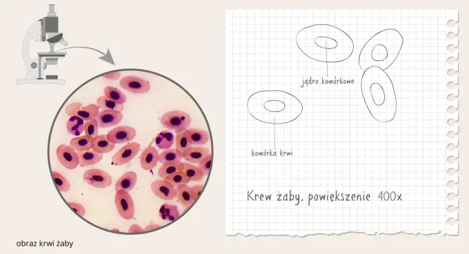 Przygotowanie preparatu mikroskopowego - Jak uzyskać ostry obraz?