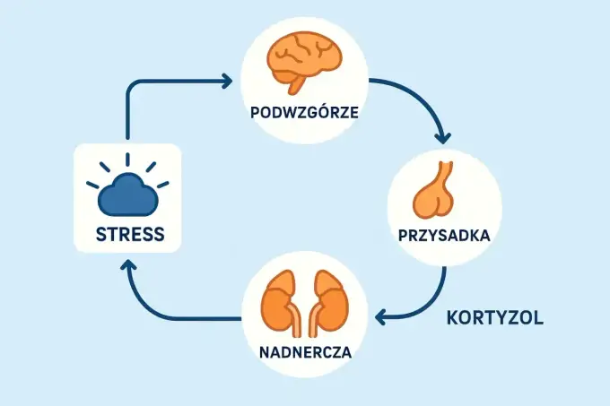 Badanie ACTH i kortyzol - Jak czytać wyniki?