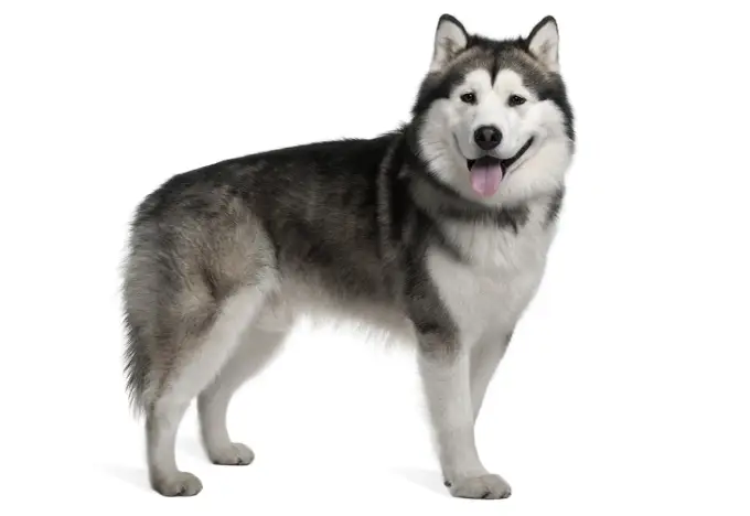 Alaskan Malamute vs Husky: Kluczowe Różnice i Wybór Psa