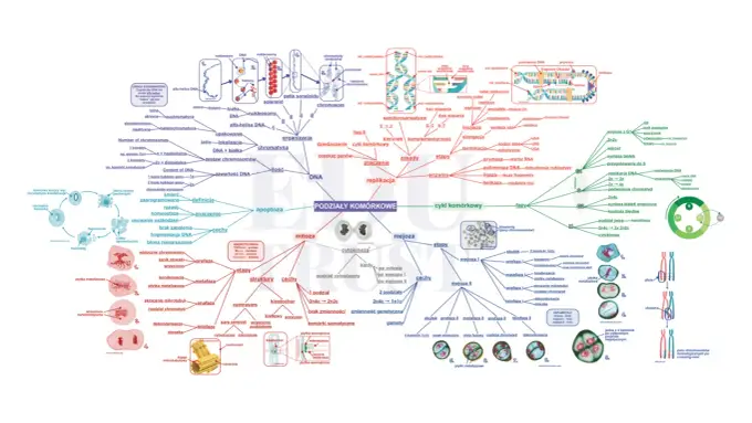 Matura z biologii - Dlaczego teoria to za mało i jak ułożyć plan?