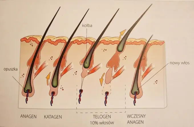 Ile włosów wypada dziennie? Kiedy to norma, a kiedy problem?