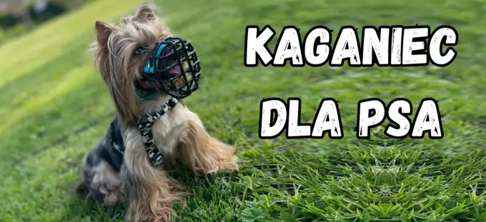 Kaganiec dla boksera: Jaki wybrać? Poradnik krok po kroku
