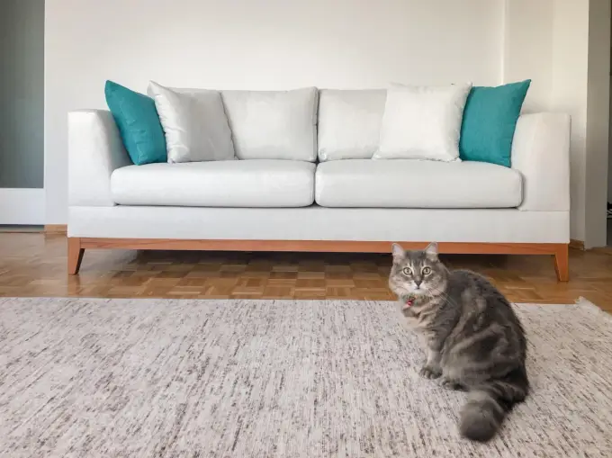 Jak usunąć zapach zwierząt z kanapy? Skuteczne metody