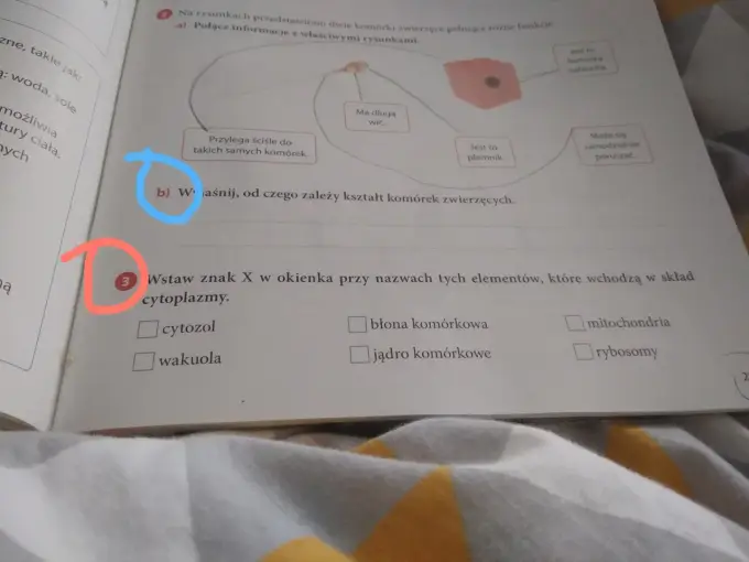 Kształt komórki zwierzęcej - Dlaczego funkcja decyduje o wyglądzie?