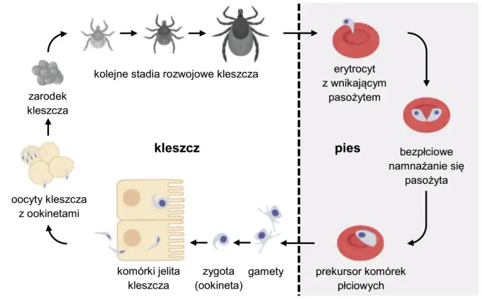 Cykle rozwojowe protistów - Jak zrozumieć logikę tych schematów?