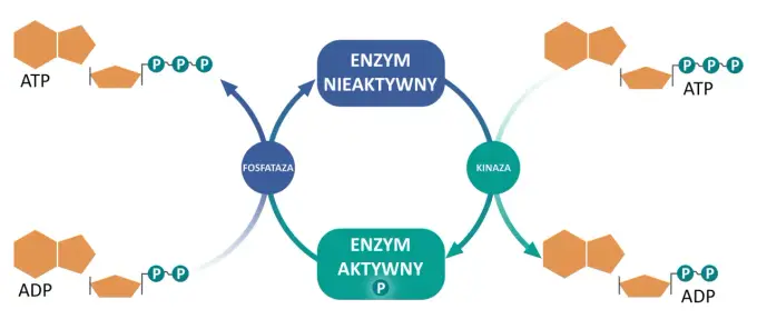Enzymy - jak działają i od czego zależy ich aktywność?