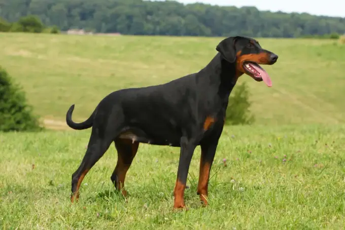 Doberman z ogonem: Prawo, wygląd i charakter - poznaj prawdę