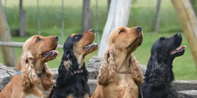 Cocker spaniel angielski: wszystkie kolory i wzory rasy