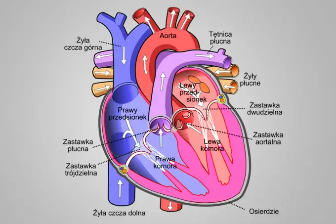 Budowa serca człowieka - Jak zrozumieć i zapamiętać anatomię?