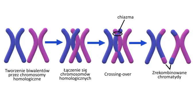 Crossing over - Przebieg, znaczenie i jak nie pomylić pojęć?