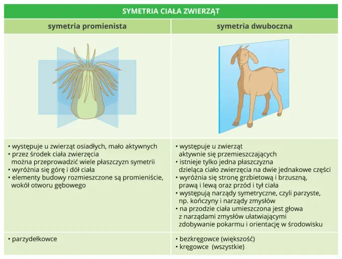 Podział zwierząt na grupy - Jak je rozróżnić bez wkuwania?
