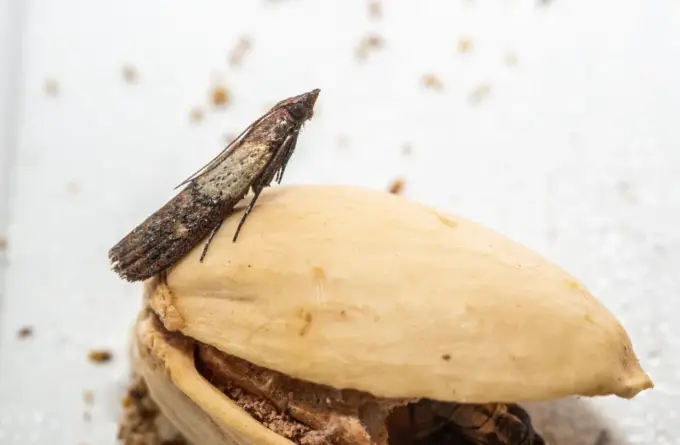 Mole spożywcze w przyprawach: Pozbądź się ich raz na zawsze!