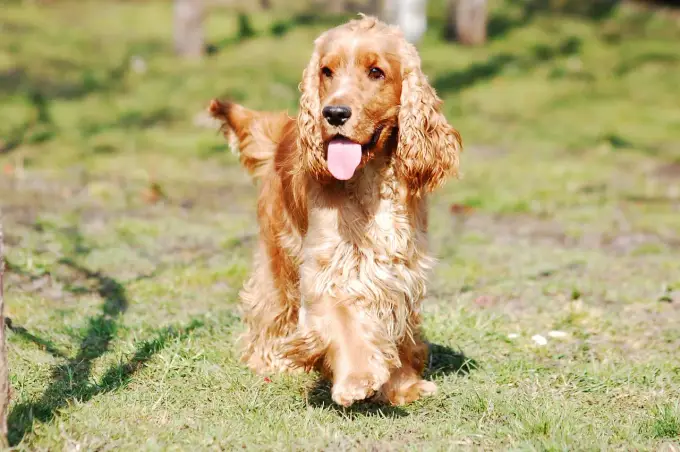 Ile powinien ważyć Twój cocker spaniel? Sprawdź idealną wagę