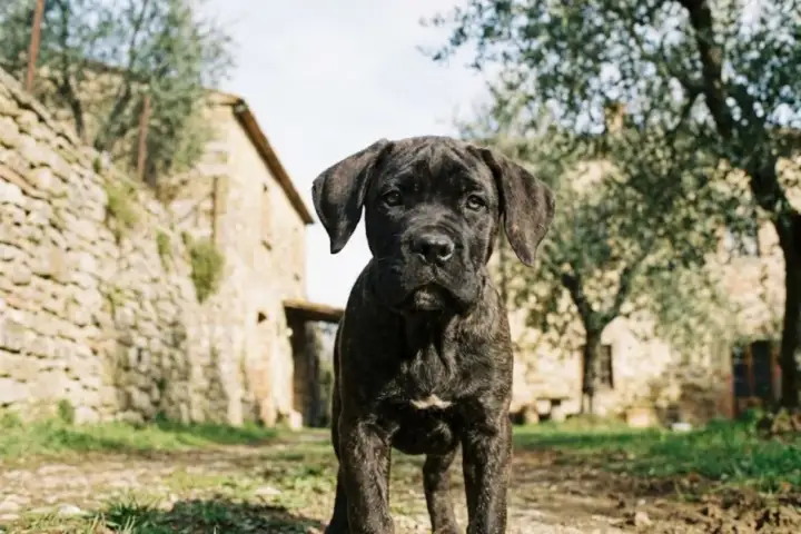 Młody cane corso szary, z pręgowanym futrem, stoi na tle kamiennego domu i drzew oliwnych.
