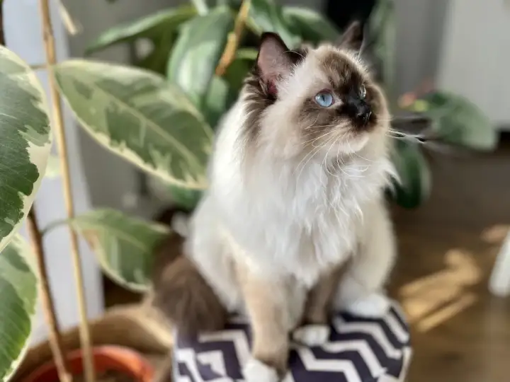 Piękny kot rasy Ragdoll z niebieskimi oczami siedzi obok rośliny. Zastanawiasz się, ile kosztuje Ragdoll?
